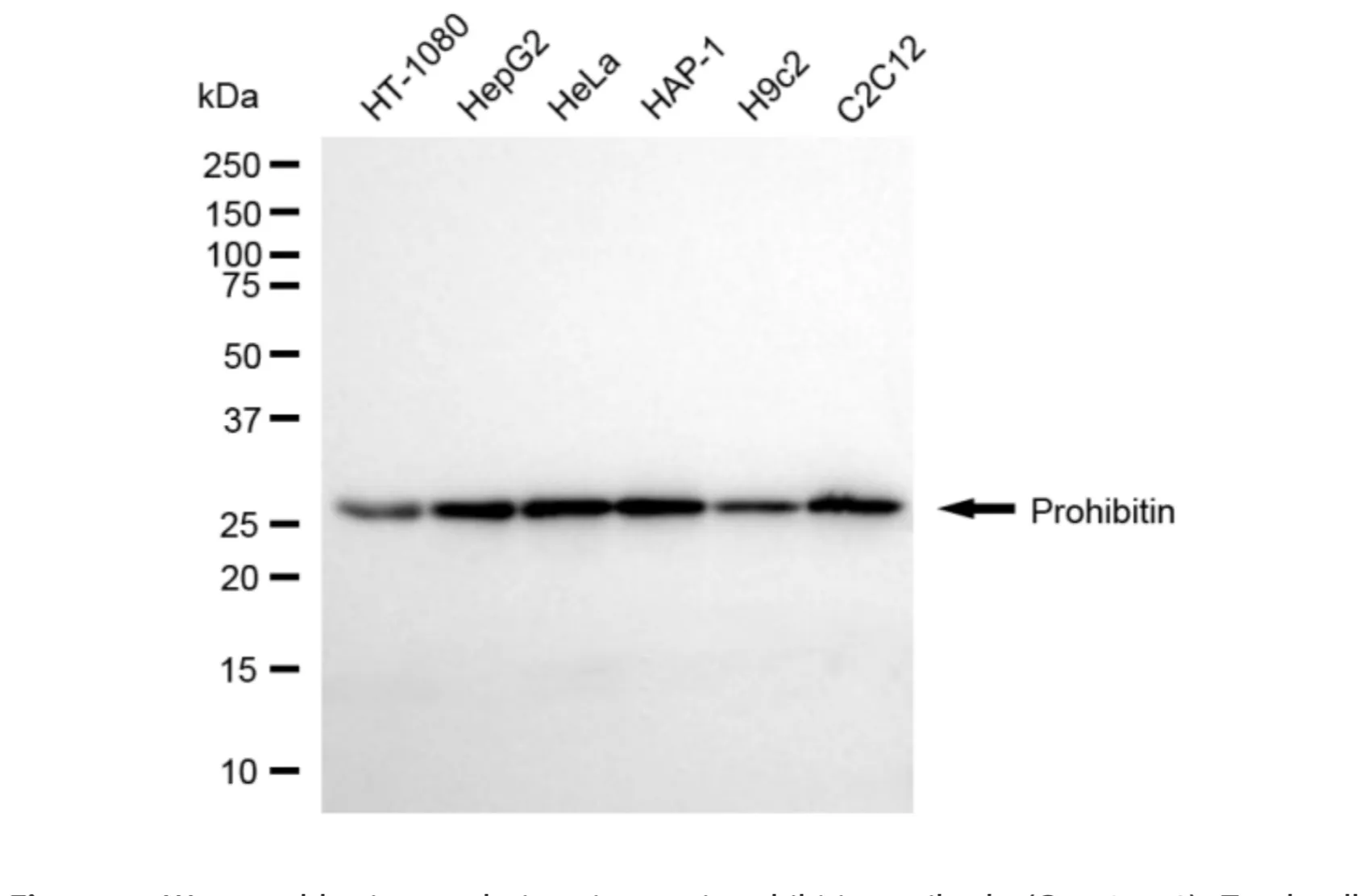 KVAb01772