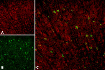 Expression of Sortilin in rat neocortex