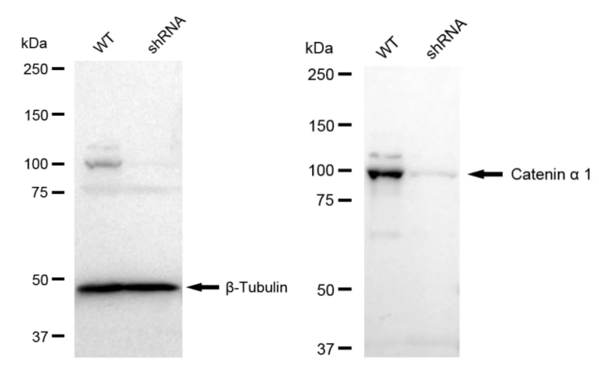 KVAb01609