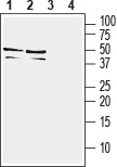 Western blot analysis of mouse (lanes 1 and 3) and rat (lanes 2 and 4) brain lysates :