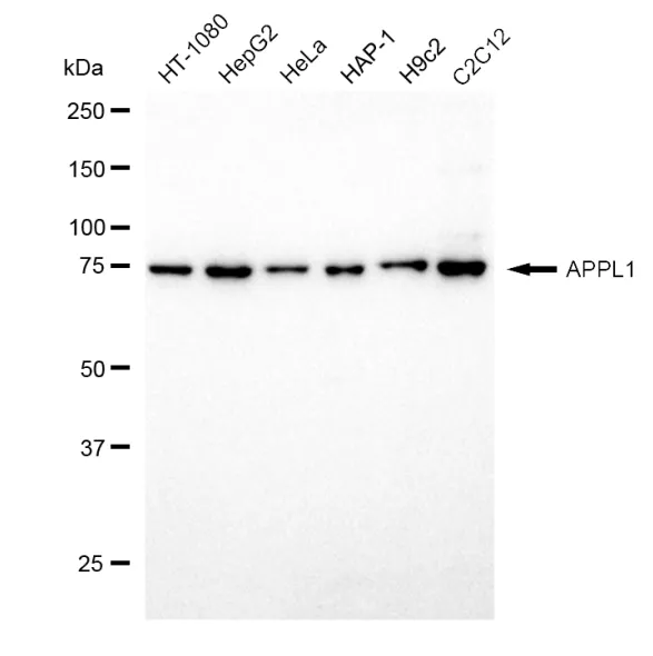 KVAb01337