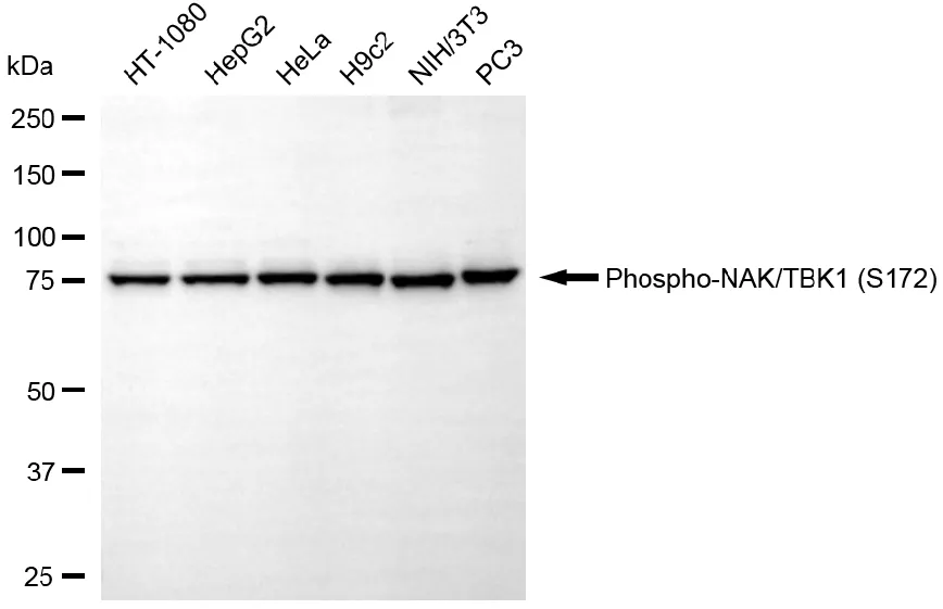 KVAb01680