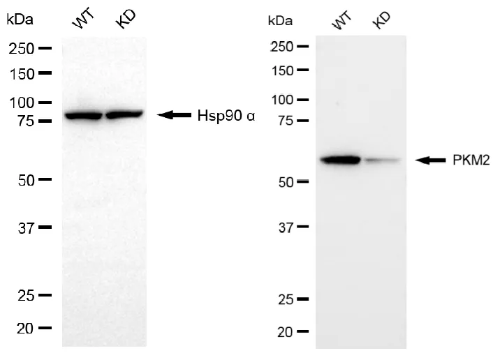 KVAb01670