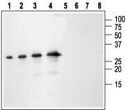 Western blot analysis of mouse recombinant proNT-3: