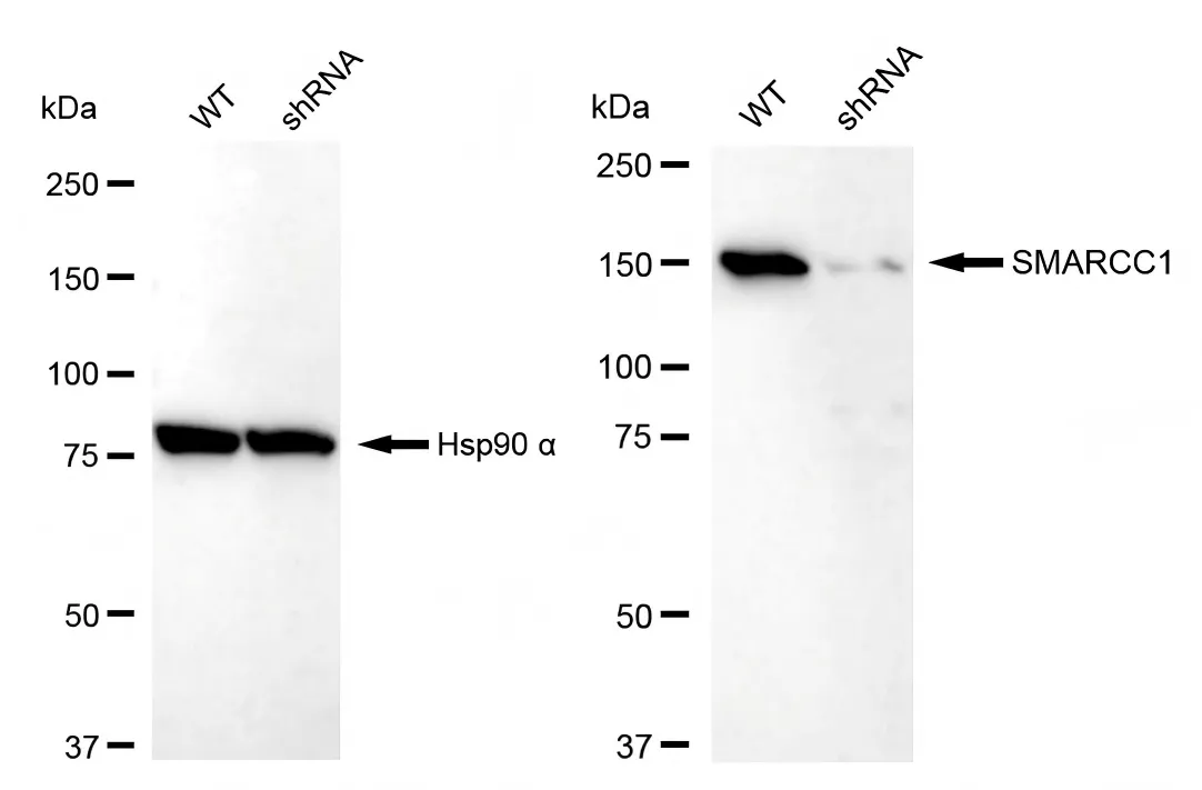 KVAb01297
