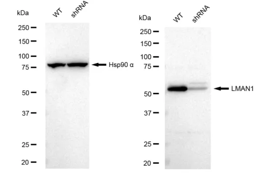 KVAb01514