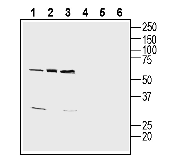 Western blot analysis of human THP-1 monocytic leukemia cell line lysates (lanes 1 and 4), human MEG-01 megakaryoblast cell line lysate (lanes 2 and 5) and human LNCaP prostate adenocarcinoma cell line lysate (lanes 3 and 6):
