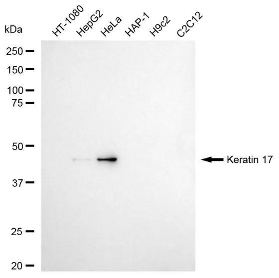 KVAb01031