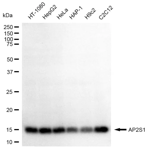 KVAb01649