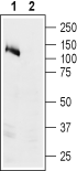 Western blot analysis of human Colo-205 colon adenocarcinoma cell lysate: