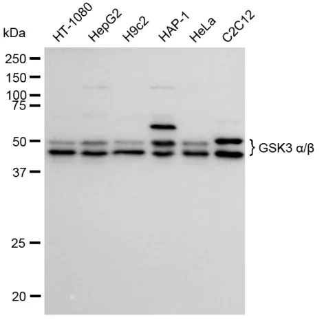 KVAb00256