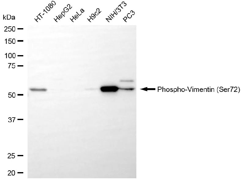 KVAb01274