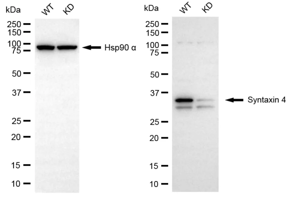 KVAb01312