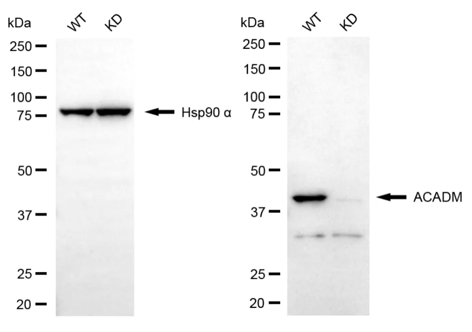 KVAb01350