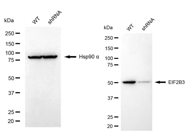 KVAb00571