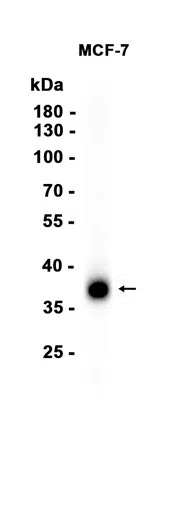 AMRe86245