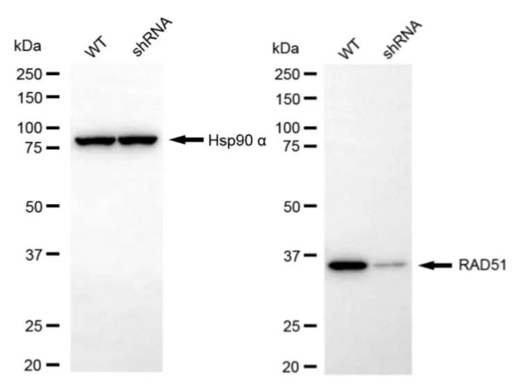 KVAb01910