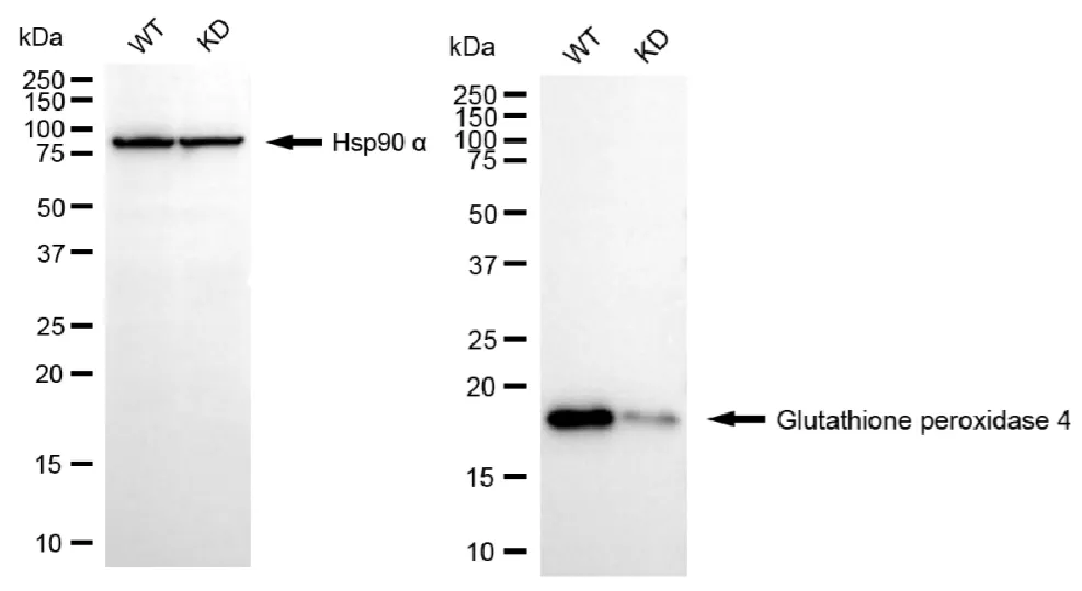 KVAb01398