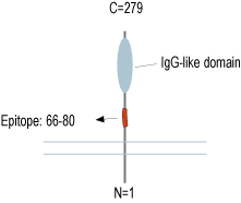 immunogen