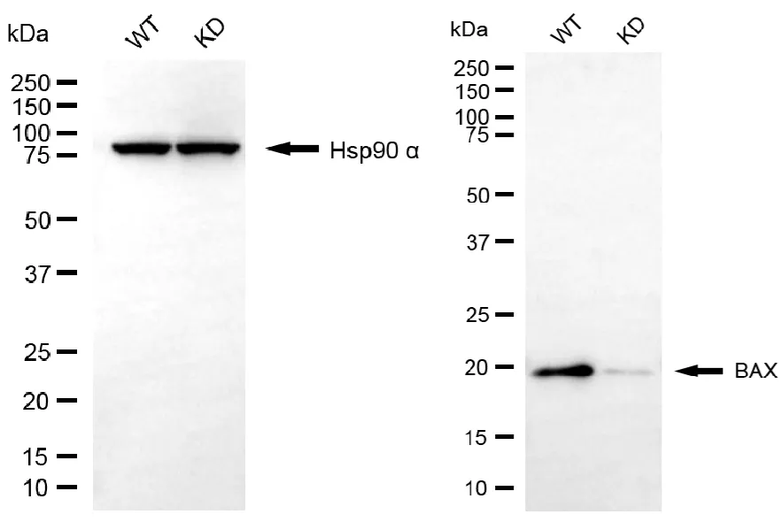 KVAb01731
