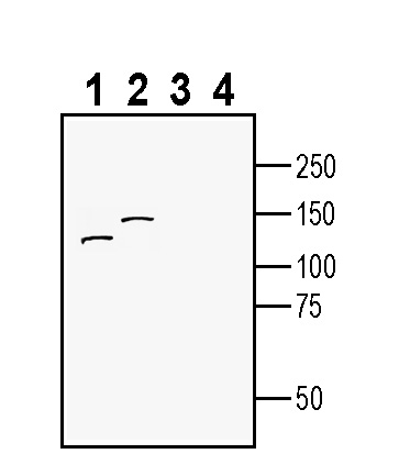 Western blot analysis of mouse brain lysate (lanes 1 and 3) and rat brain lysate (lanes 2 and 4):