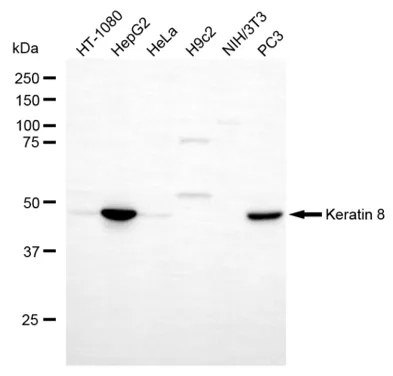 KVAb01846