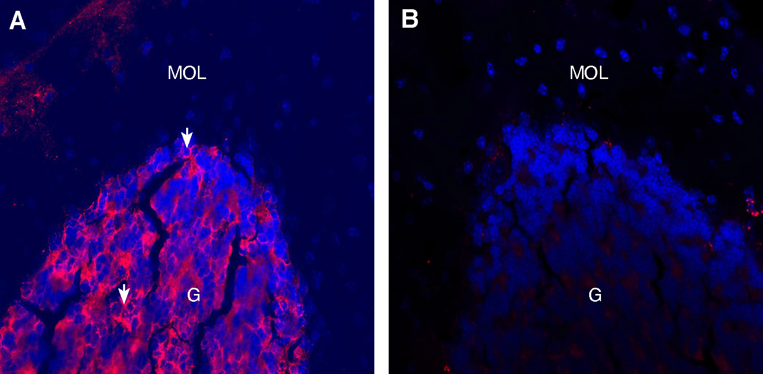 Expression of ATP1A1 in mouse cerebellum.