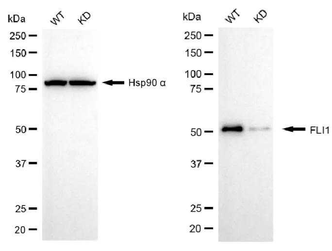 KVAb01428