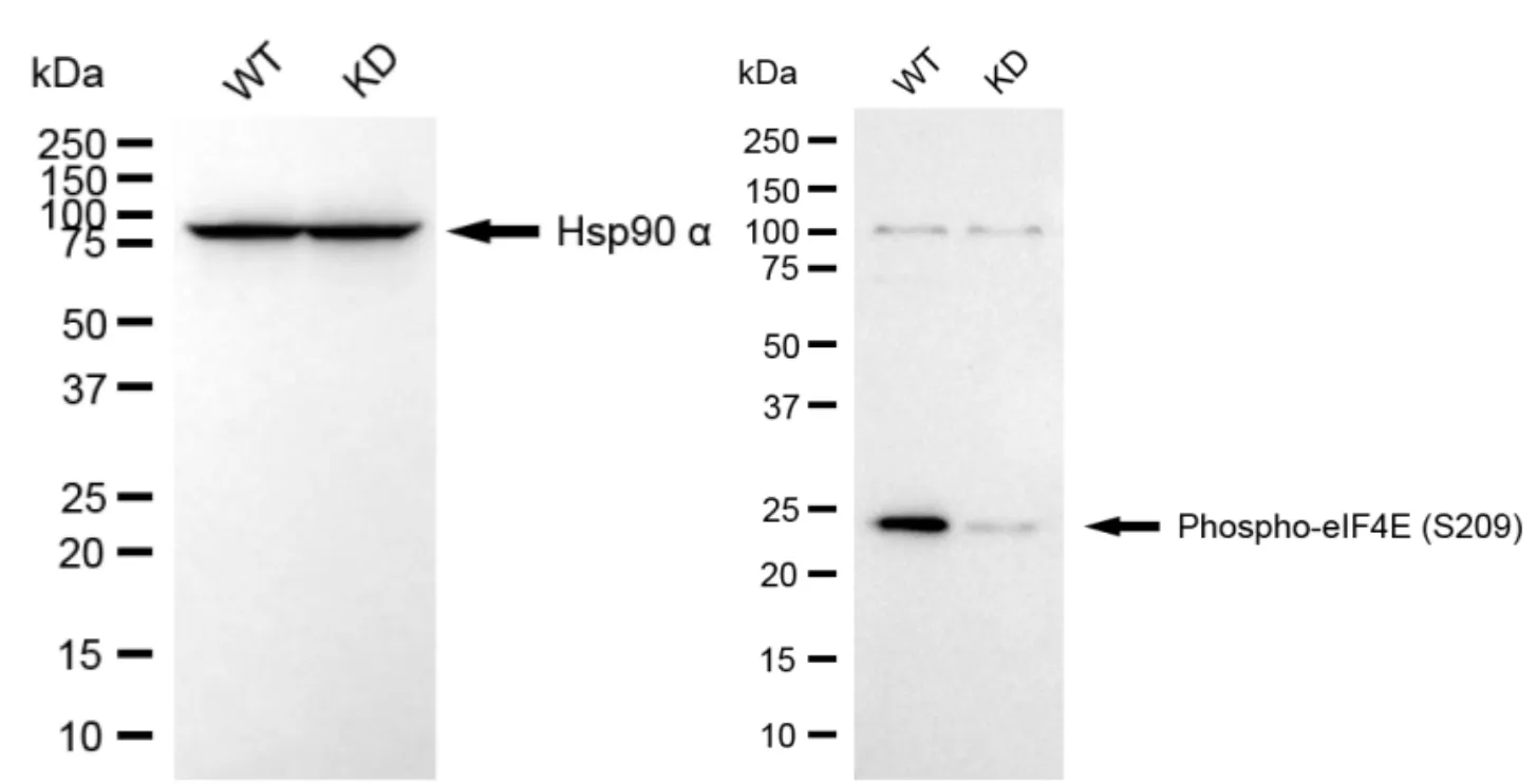 KVAb01335