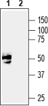 Western blot analysis of rat brain lysate: