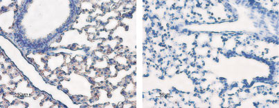Expression of AQP5 in rat lung