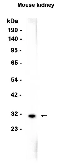AMRe86963