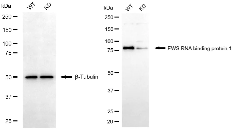 KVAb01451