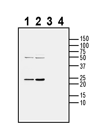 Western blot analysis of mouse brain lysate (lanes 1 and 3) and rat brain lysate (lanes 2 and 4):