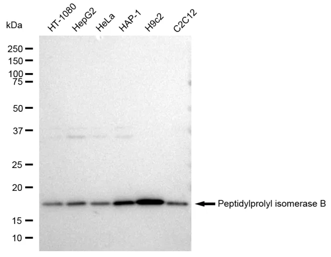 KVAb01818