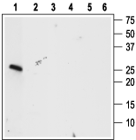 Western blot analysis using Anti-proBDNF Antibody (#ANT-006), (1:400):