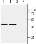 Western blot analysis of mouse brain membranes (lanes 1 and 3) and rat brain synaptosomal fractions (lanes 2 and 4):