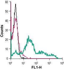 Cell surface detection of TrkB in live intact mouse TK-1 T-cell lymphoma cells: