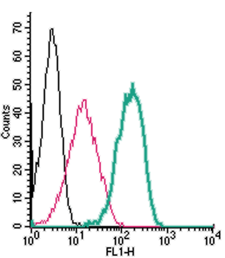 Cell surface detection of TRPV1 by indirect flow cytometry in live intact human THP-1 monocytic leukemia cell line: