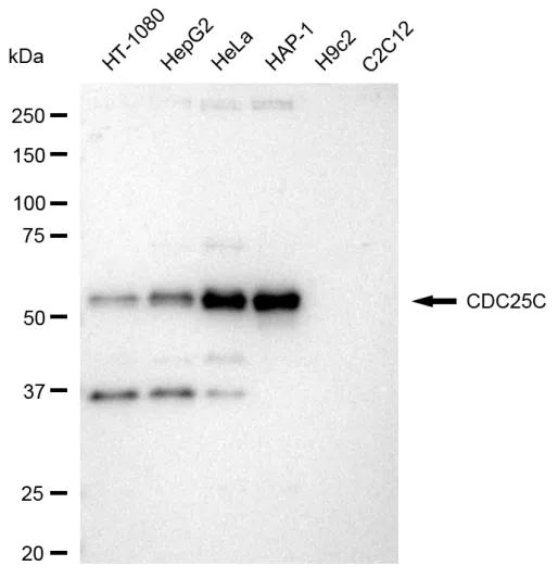 KVAb01601