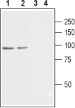 Western blot analysis of rat (lanes 1 and 3) and mouse (lanes 2 and 4) brain membranes: