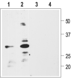 Western blot analysis of rat glioma C6 (1, 3) or human neuroblastoma SH-SY5Y (2, 4) cell lysate: