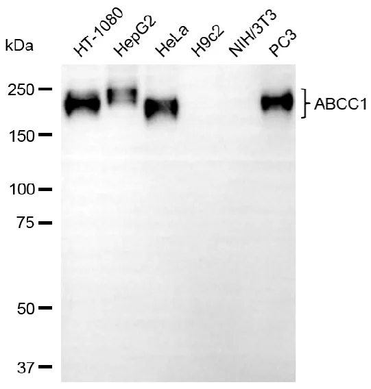 KVAb01403