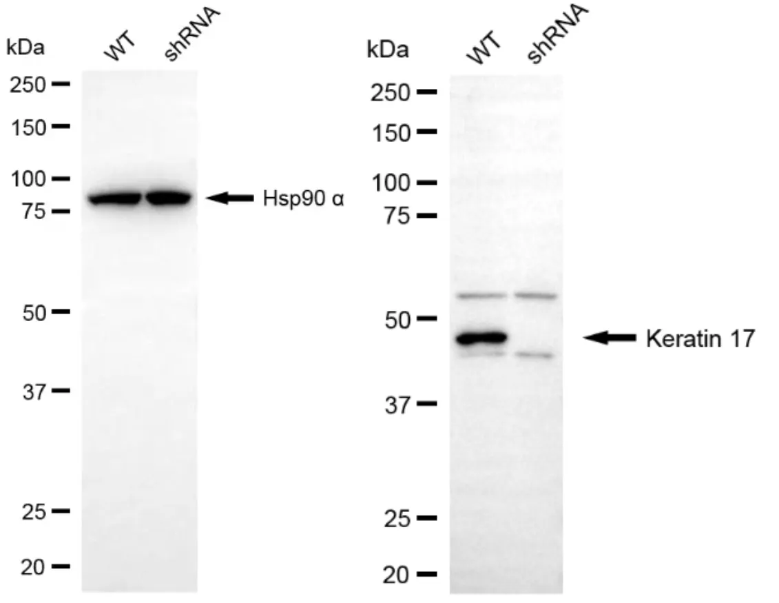 KVAb00473