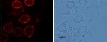Expression of TRPV2 in RBL cells