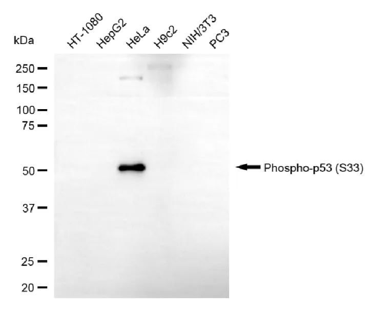 KVAb01703