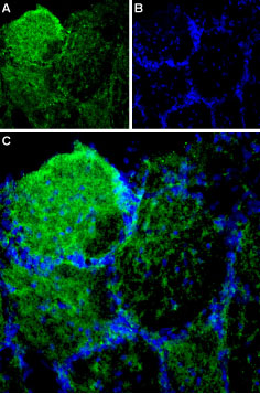 Expression of Piezo1 in rat olfactory bulb