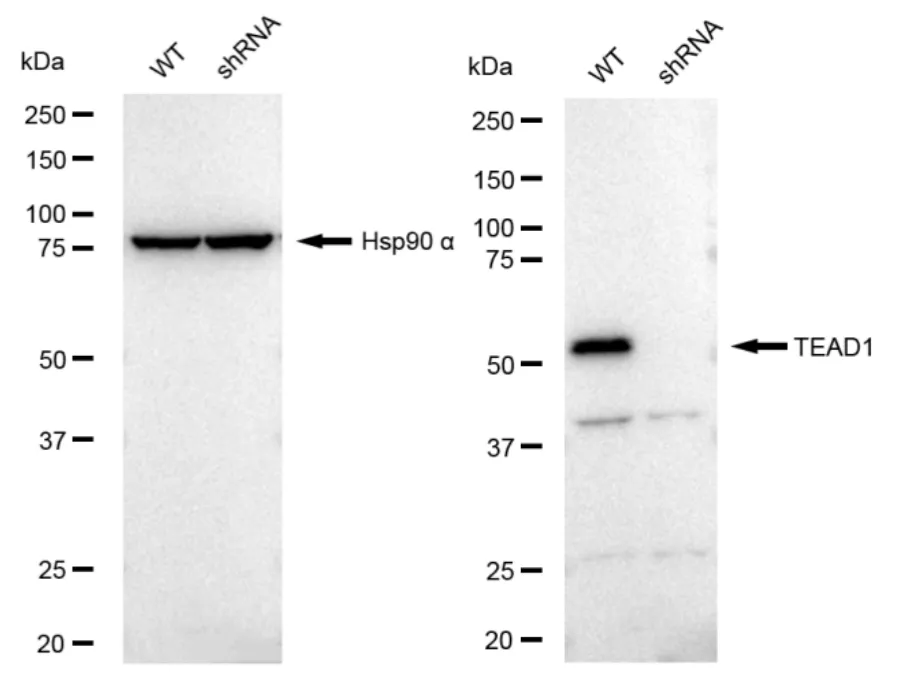 KVAb01471