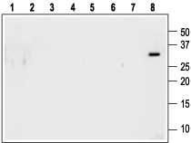 Western blot analysis using Anti-proNT-3 Antibody (#ANT-012) (1:600):