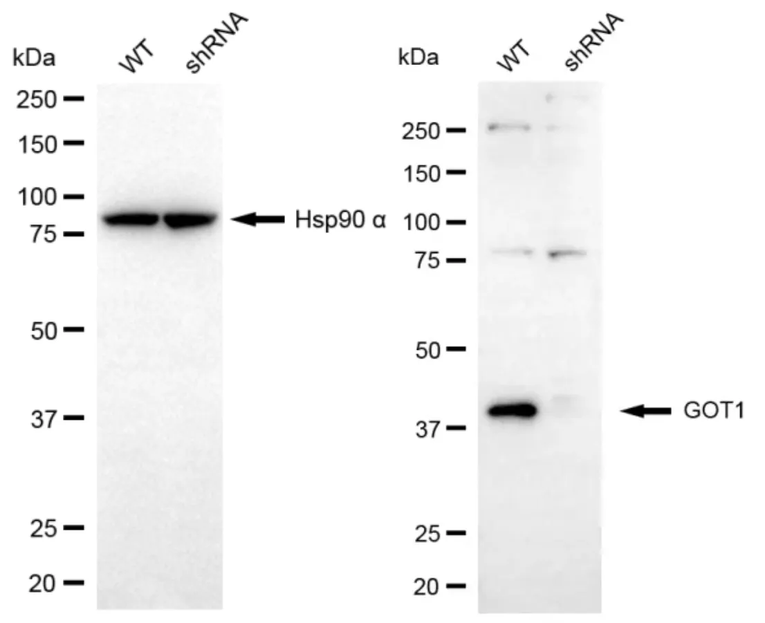KVAb00477